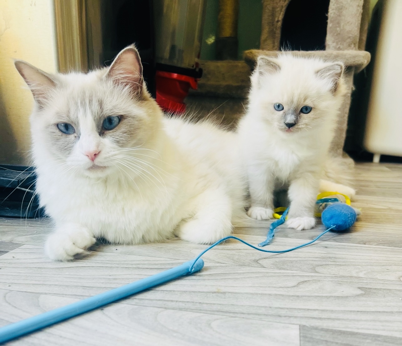 Ragdolls for sale blue bi color female