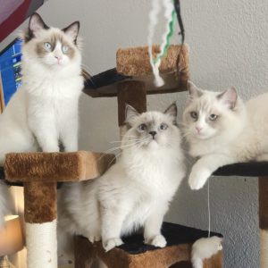 Palm Springs Ragdolls kittens for sale