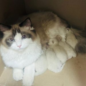 NEXT LITTERS ARE DUE LATE DECEMBER