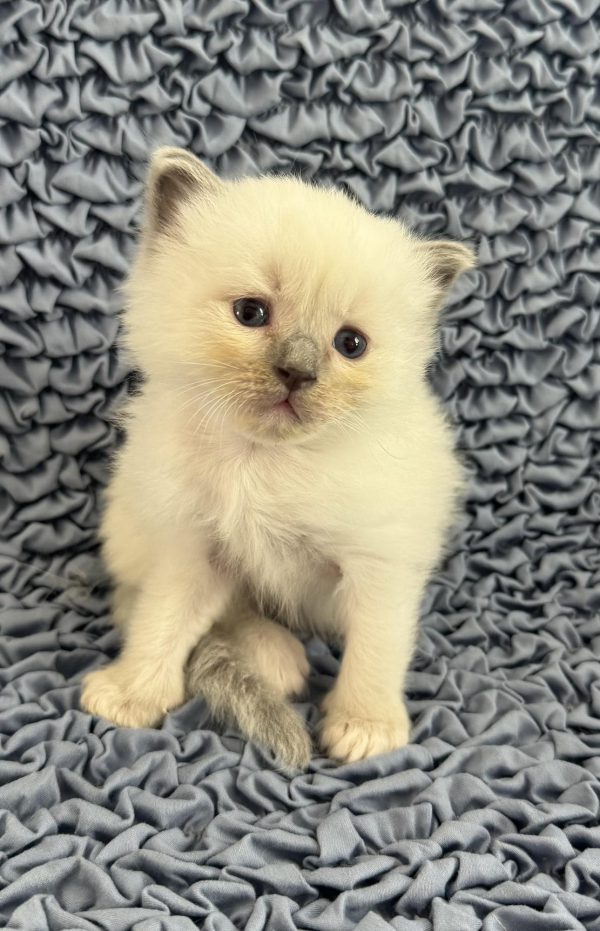 (AVAILABLE MARCH 7th) BLUE POINT MITTED MALE