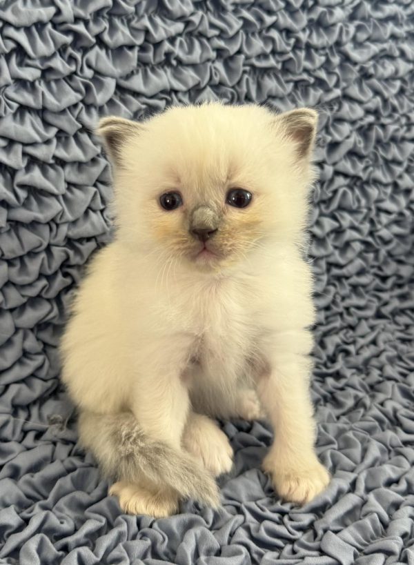 (AVAILABLE MARCH 7th) BLUE POINT MITTED MALE - Image 2