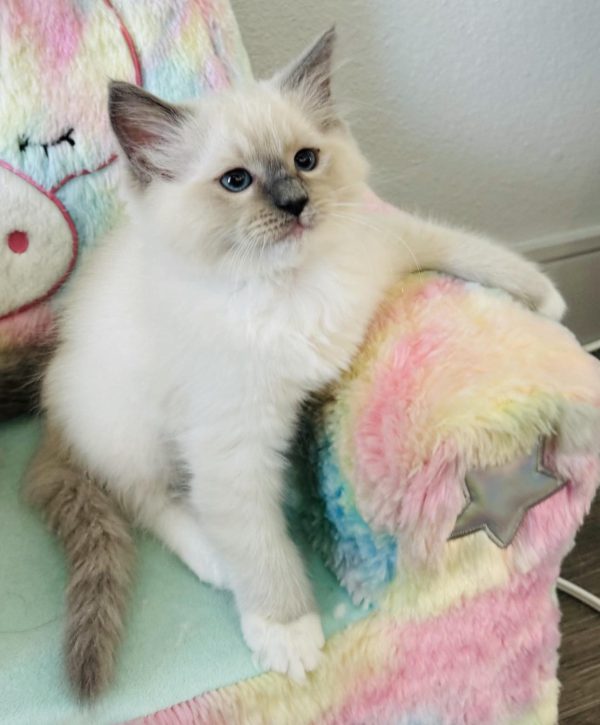 7 weeks old male/Blue point mitted/RESERVED