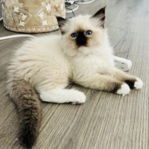 PUREBRED RAGDOLL KITTEN IN PALM SPRINGS (AVAILABLE NOW)