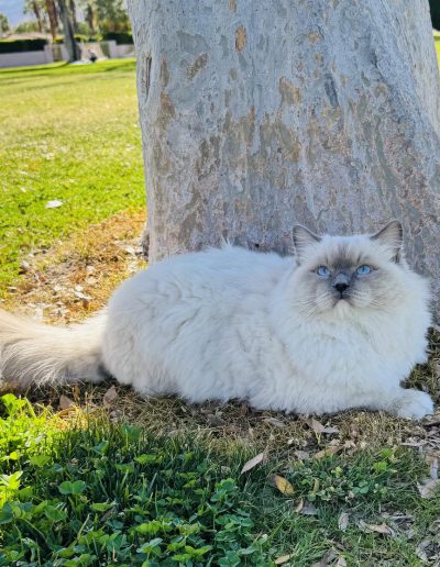 Elvis (Blue Mitted)