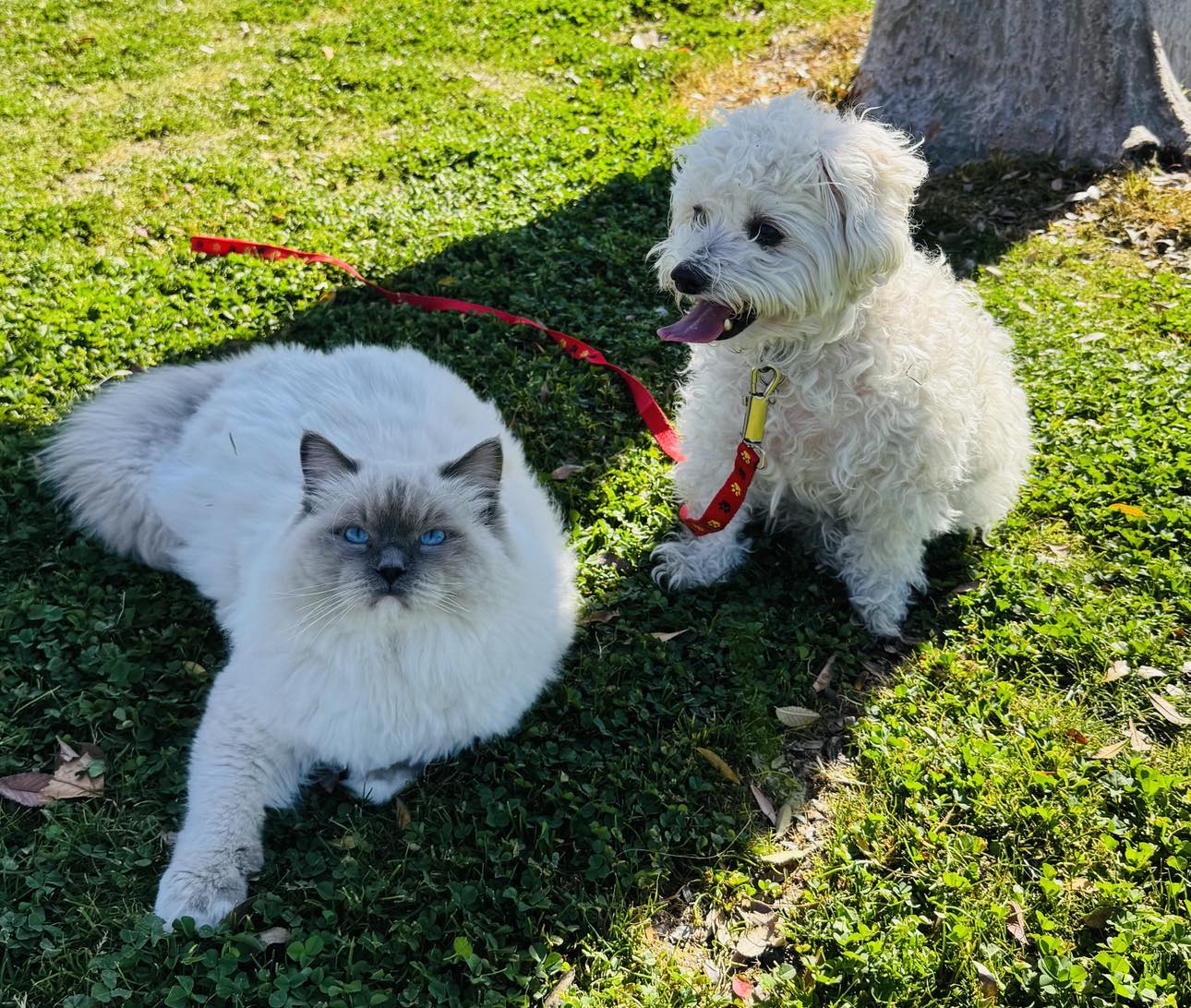 475413332_645780831340588_3984987348921648034_n San Diego puppy with ragdoll cat