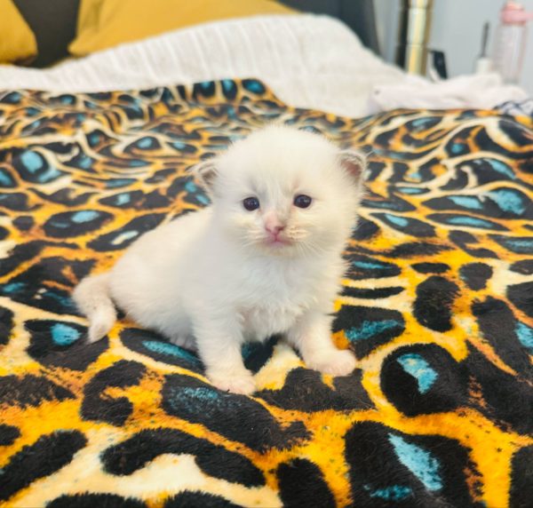 3 weeks old male/Available June 14