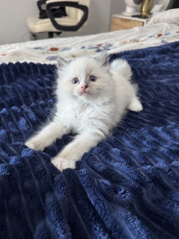 8 weeks old female/Blue mitted/blaze/SOLD