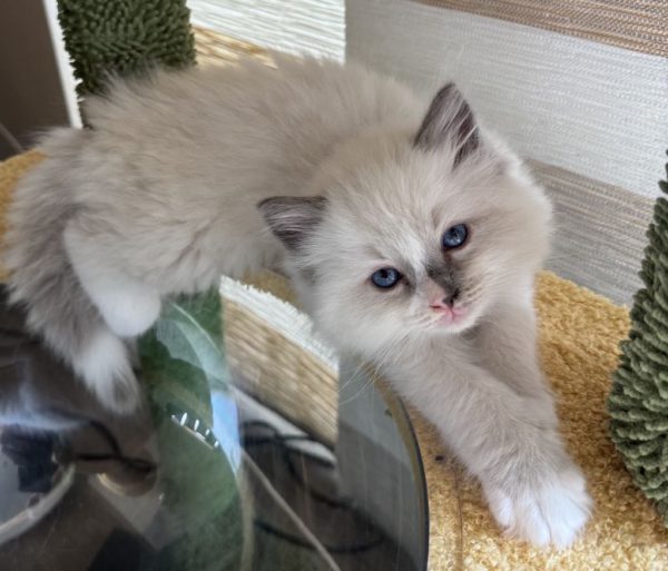 7 weeks old female/Blue point mitted with blaze/Available June 12