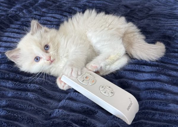 7 weeks old male/blue bi color/Available June 12