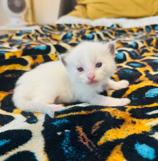 3 weeks old male/Available June 14