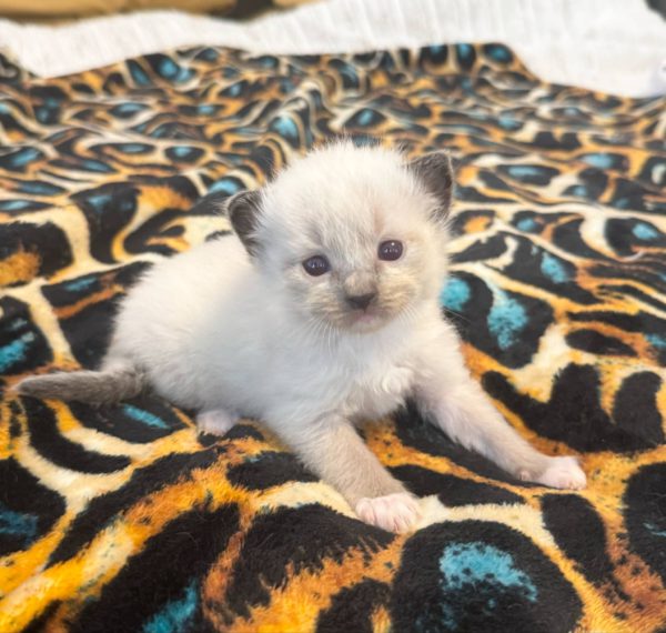3 weeks old male/Available June 14