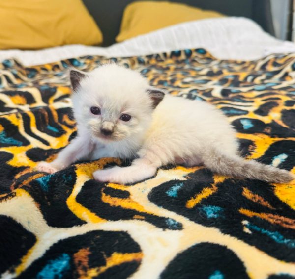 3 weeks old male/Available June 14
