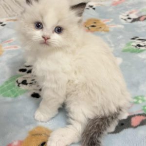 SEAL BI COLOR MALE AVAILABLE NOVEMBER 5TH $2500