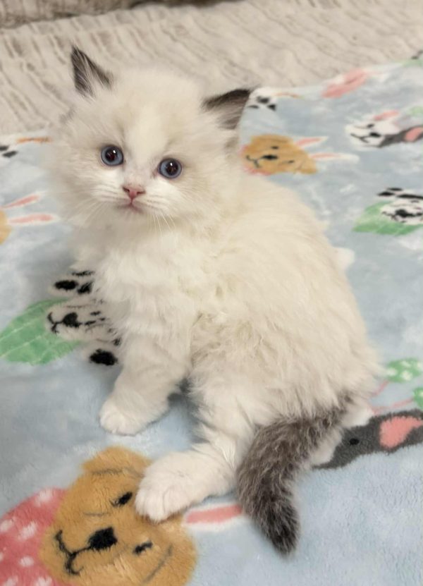 SEAL BI COLOR MALE AVAILABLE NOVEMBER 5TH $2500