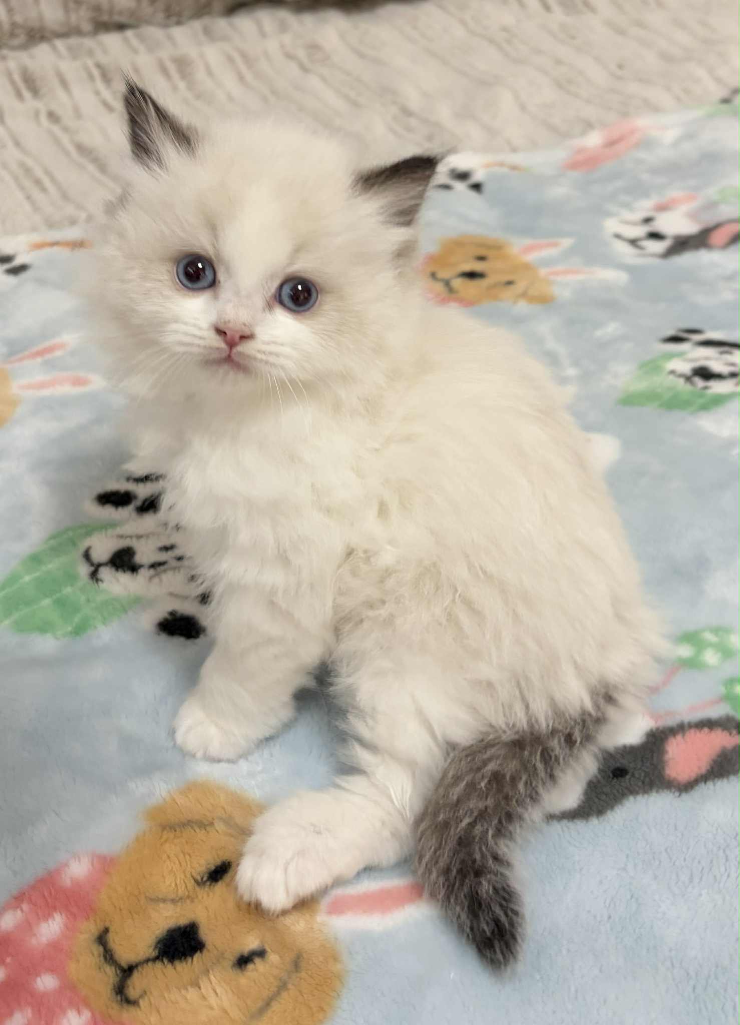 SEAL BI COLOR MALE AVAILABLE NOVEMBER 5TH $2500