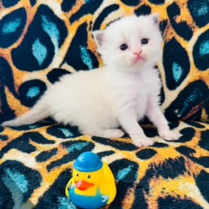 Blue Bi color (male) Born 8/19 Available 10/19 $2500