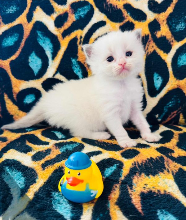 Blue Bi color (male) Born 8/19 Available 10/19 $2500