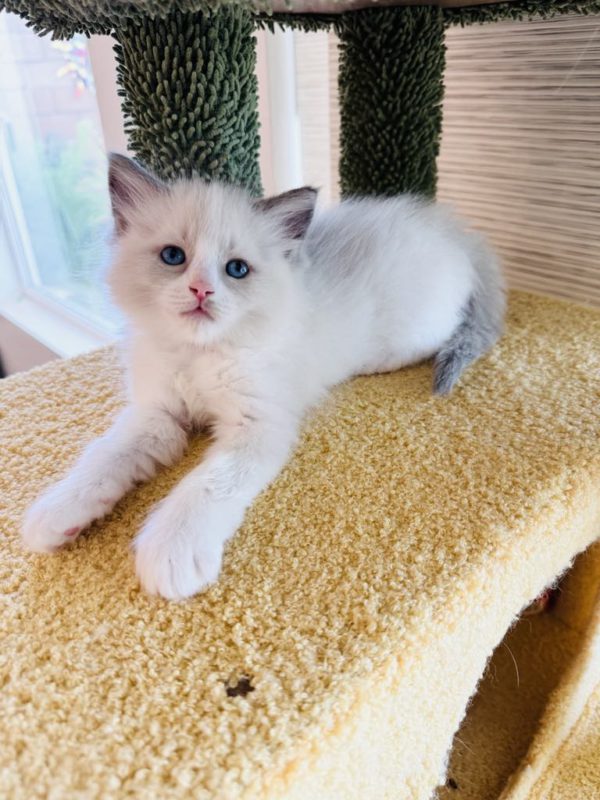 8 weeks old male/Blue bi color/RESERVED