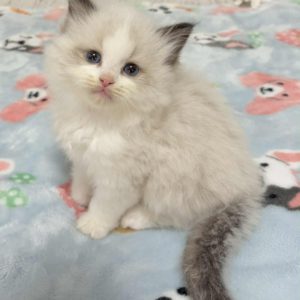SEAL BI COLOR MALE AVAILABLE NOVEMBER 5TH $2500