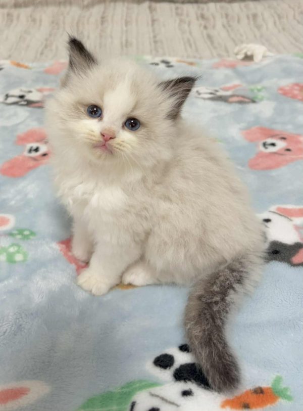 SEAL BI COLOR MALE AVAILABLE NOVEMBER 5TH $2500