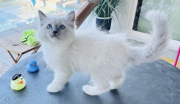 Blue point mitted FEMALE (SOLD)