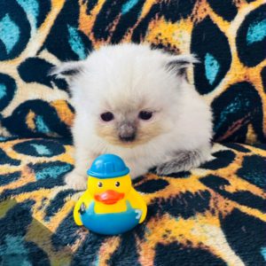 Seal Point (male) Born 8/19 Available 10/19 $2500
