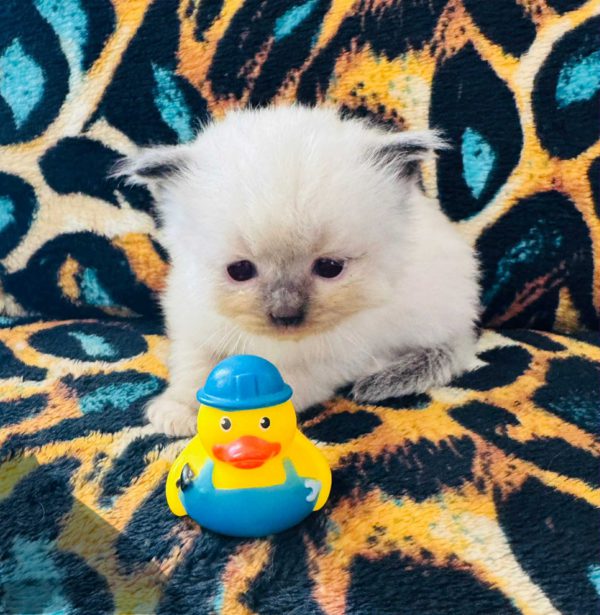 Seal Point (male) Born 8/19 Available 10/19 $2500