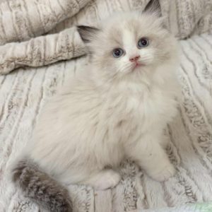 SEAL BI COLOR MALE AVAILABLE NOVEMBER 5TH $2500