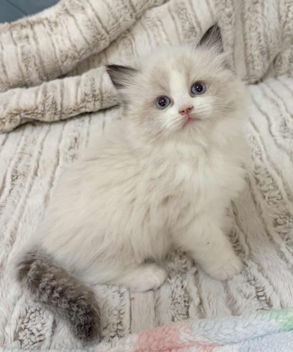 SEAL BI COLOR MALE AVAILABLE NOVEMBER 5TH $2500