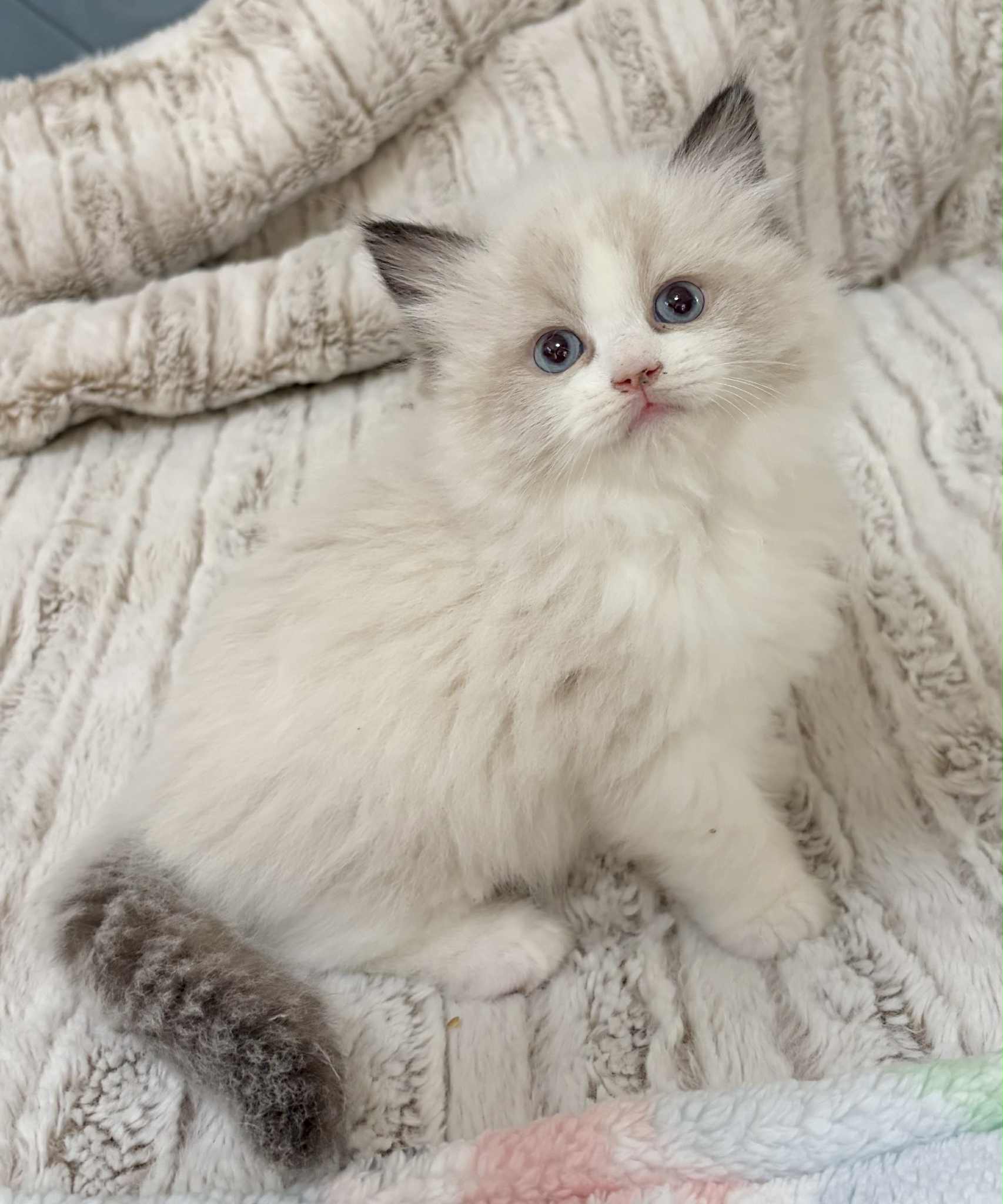 SEAL BI COLOR MALE AVAILABLE NOVEMBER 5TH $2500