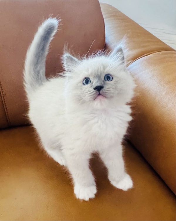 8 weeks old male Blue Point mitted/AVAILABLE NOW
