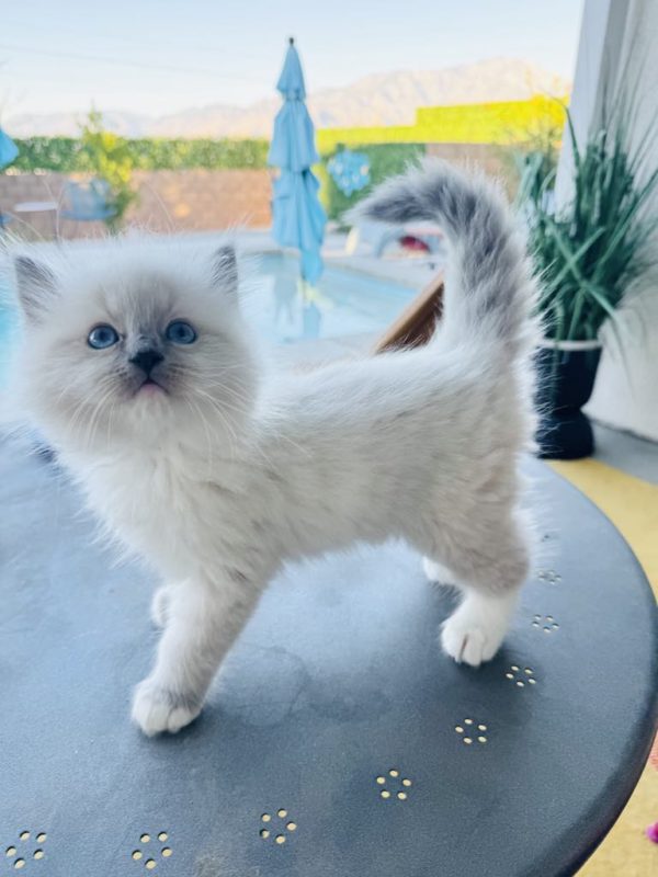 Blue Point mitted Male (RESERVED)