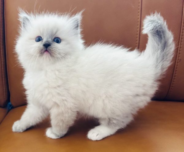 7 week old male Blue Point mitted AVAILABLE JULY 2
