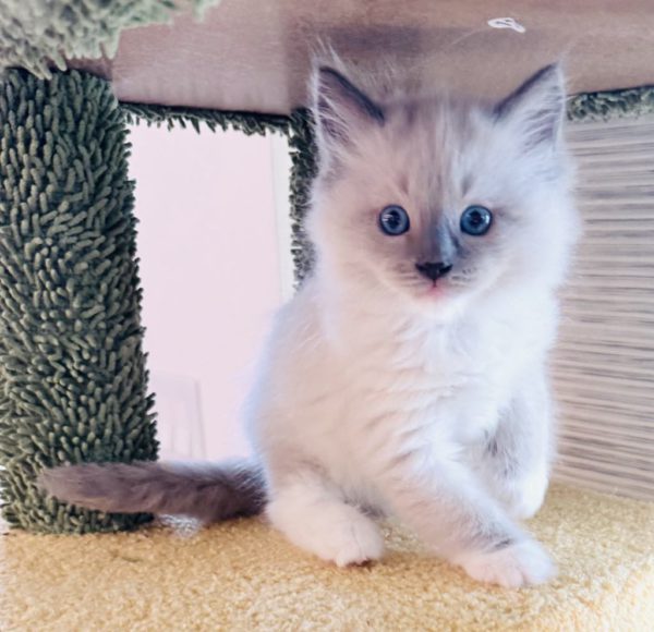 7 weeks old female/blue point mitted (RESERVED)