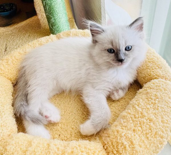 8 weeks old female/Blue point mitted/AVAILABLE NOW