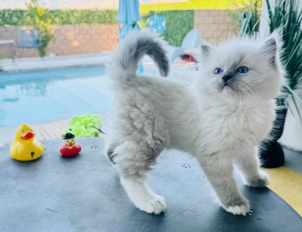 Blue Point mitted Male (RESERVED) - Image 2