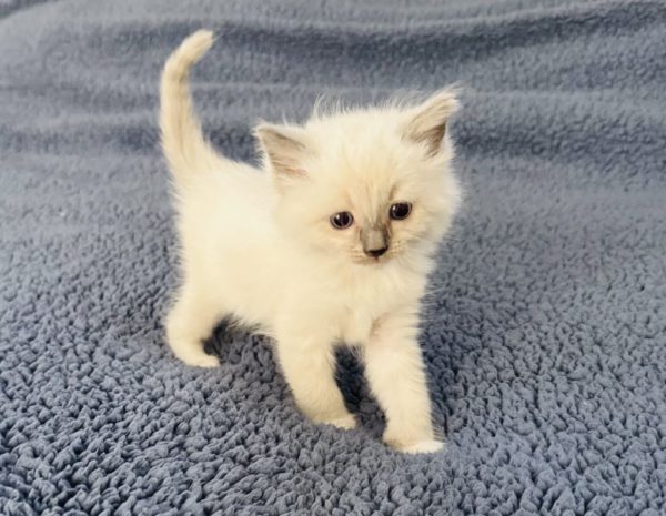 6 weeks old female/Blue point mitted/Available June 22