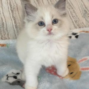BLUE BI COLOR MALE AVAILABLE NOW $2500