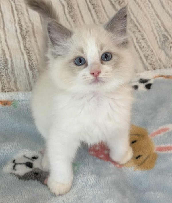 BLUE BI COLOR MALE AVAILABLE NOW $2500