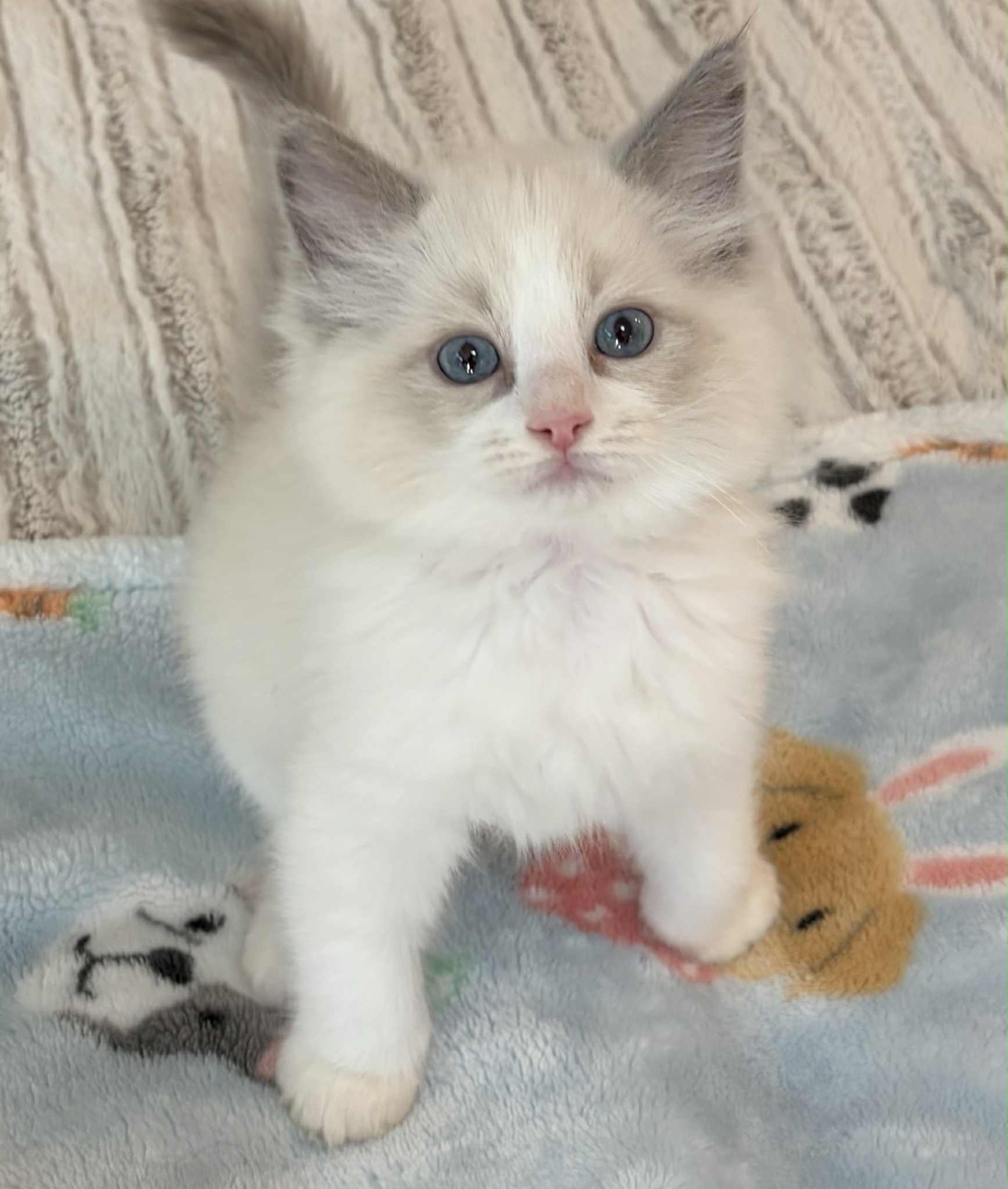 BLUE BI COLOR MALE AVAILABLE NOW $2500