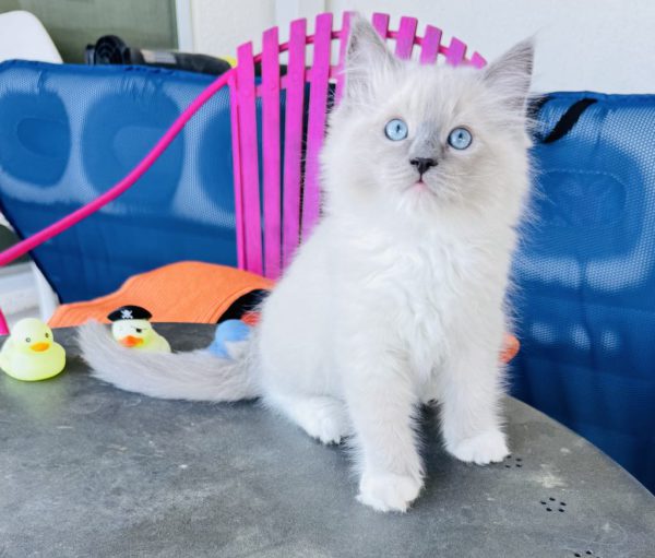 Blue Point mitted Male (SOLD) - Image 2