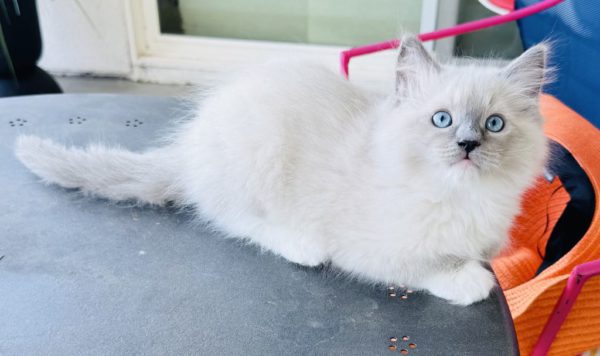Blue Point mitted Male (SOLD) - Image 3