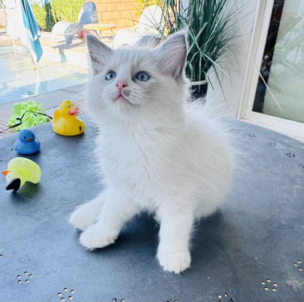 Blue Bi color Male AVAILABLE NOW - Image 2