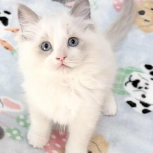 BLUE BI COLOR FEMALE AVAILABLE NOW $2500