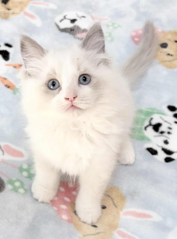 BLUE BI COLOR FEMALE AVAILABLE NOW $2500