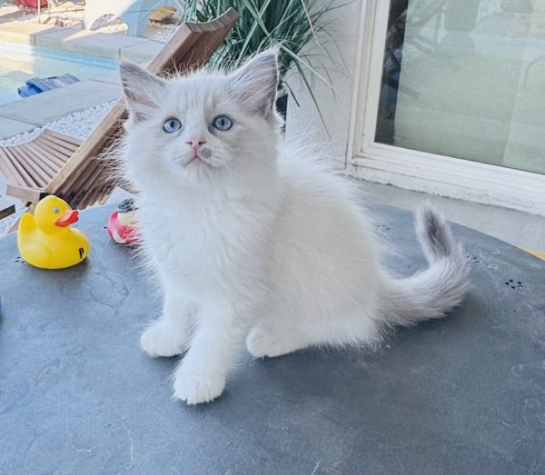 Blue Bi color Male AVAILABLE NOW