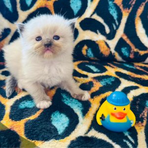 Seal Point Mitted (male) Born 8/19 Available 10/19 $2500