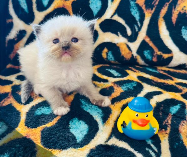 Seal Point Mitted (male) Born 8/19 Available 10/19 $2500