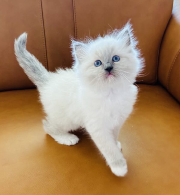 7 weeks old male Blue Point mitted AVAILABLE JULY 2