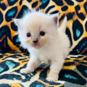Blue Point mitted (female) Born 8/19 Available 10/19 $2500